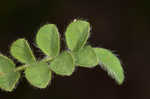 Bearded milkvetch